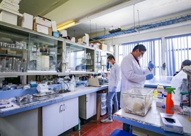 Curcumina contrarresta los efectos tóxicos del ozono